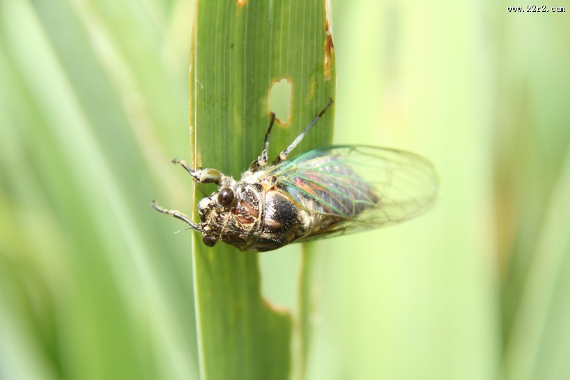 夏天的蝉图片