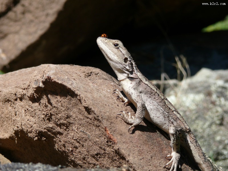 敏捷的蜥蜴图片大全
