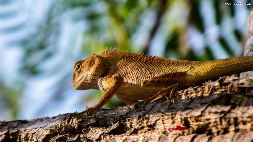 敏捷的蜥蜴图片大全