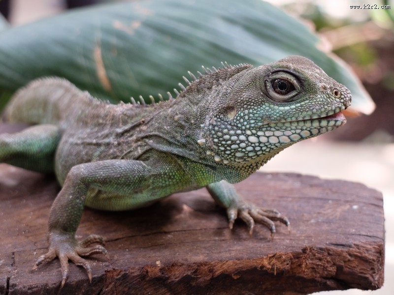 敏捷的蜥蜴图片大全