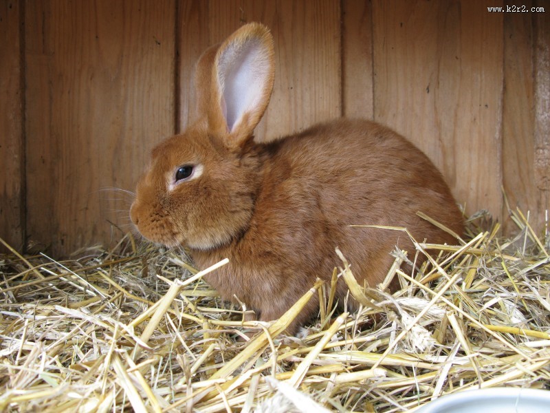 竖起双耳的兔子图片