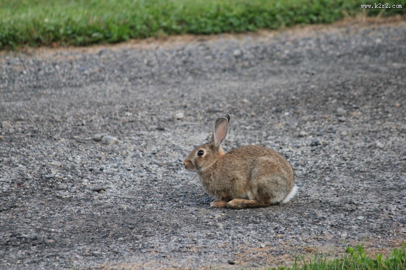 竖起双耳的兔子图片