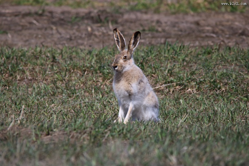 竖起双耳的兔子图片