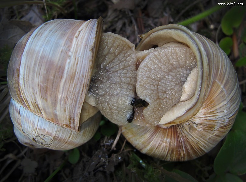 蜷缩在壳里的蜗牛图片