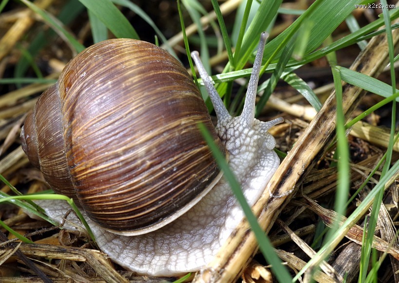蜷缩在壳里的蜗牛图片