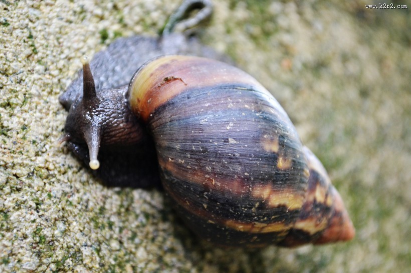 蜷缩在壳里的蜗牛图片