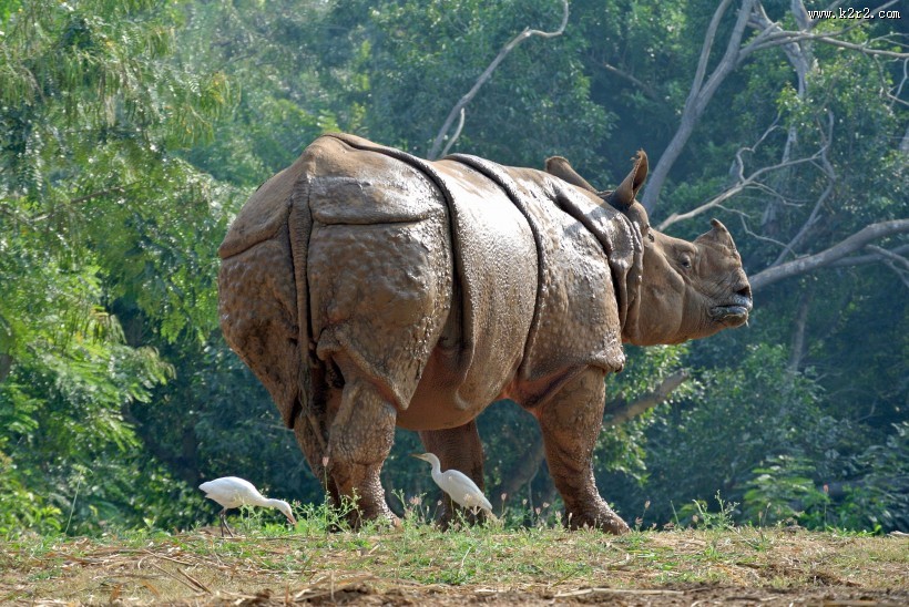 体型庞大的犀牛图片