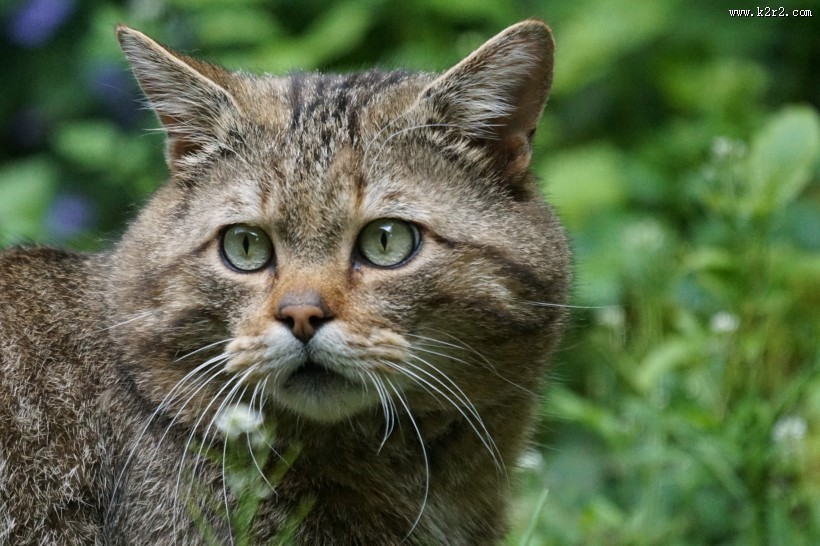 猫咪脸部特写图片大全