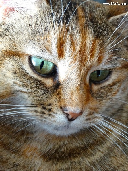 猫咪脸部特写图片大全