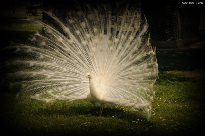 美丽端庄的白孔雀图片大全