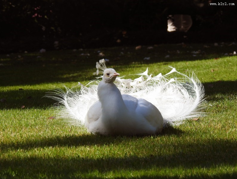 美丽端庄的白孔雀图片大全