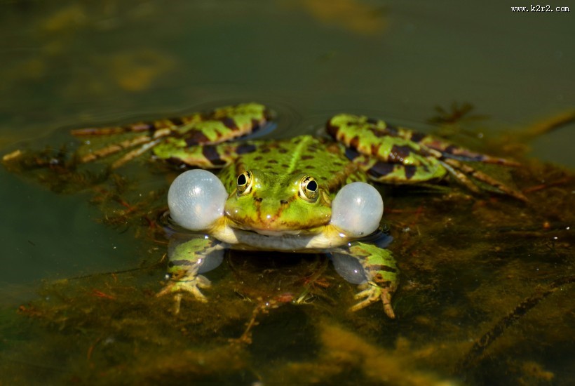 池塘里的青蛙图片大全