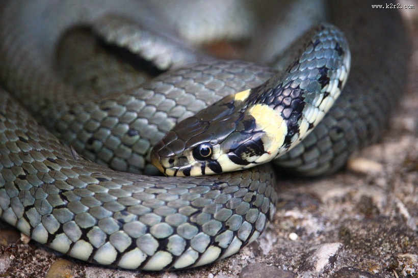 冰冷危险的毒蛇图片大全