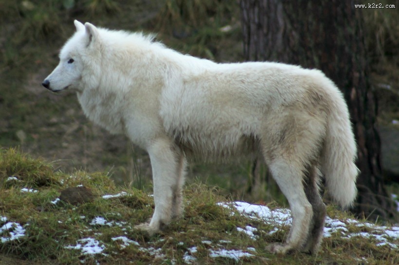 白色的野狼图片大全