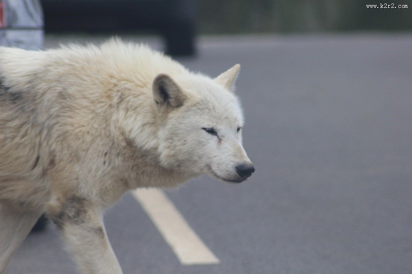 白色的野狼图片大全