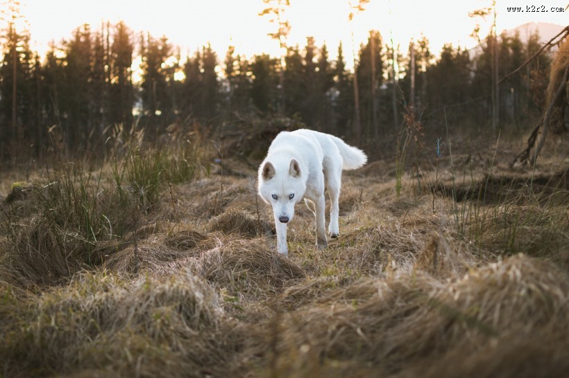 白色的野狼图片大全