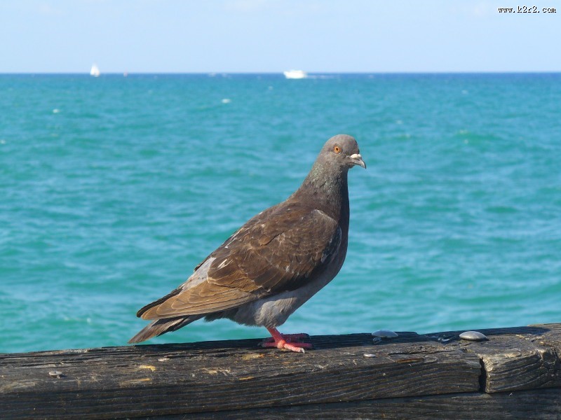 一只灰色鸽子图片
