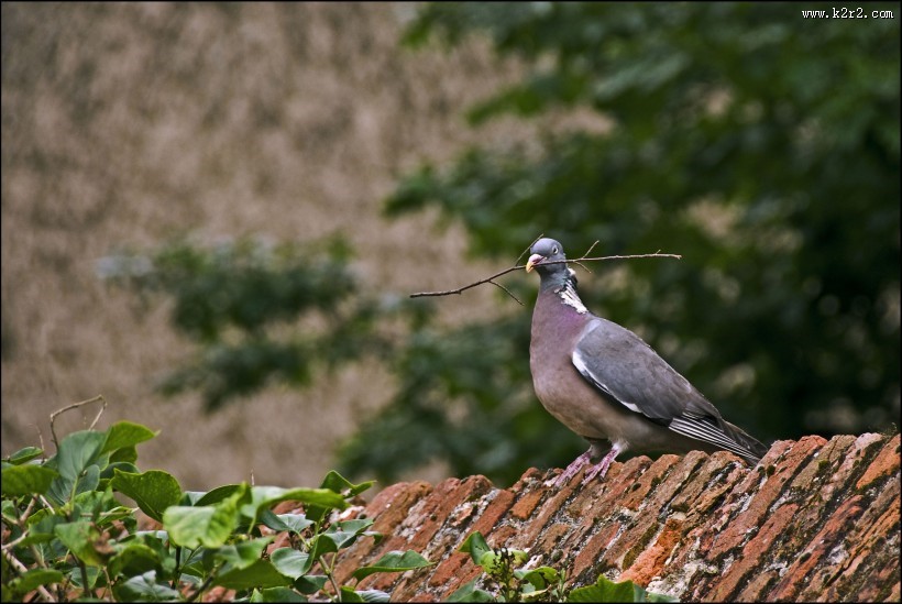 一只灰色鸽子图片