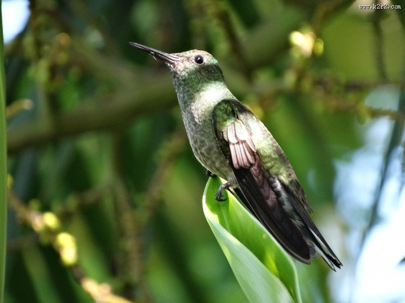 玲珑小巧的蜂鸟图片
