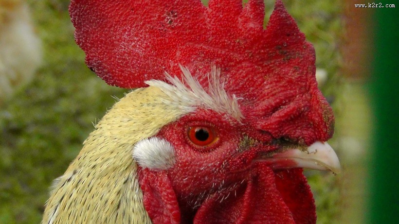 公鸡的鸡冠图片