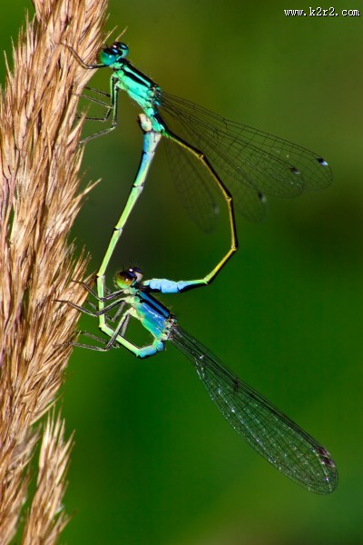轻盈停落的蜻蜓图片大全