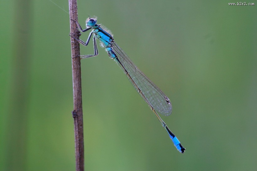 轻盈停落的蜻蜓图片大全
