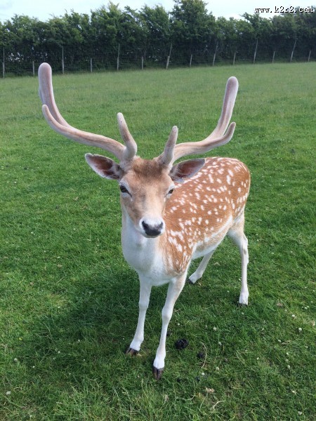 白斑众多的梅花鹿图片
