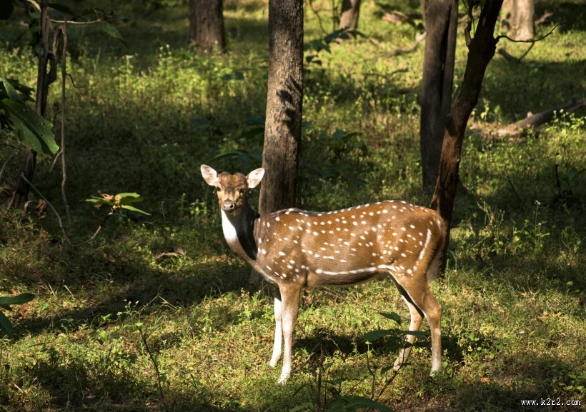白斑众多的梅花鹿图片