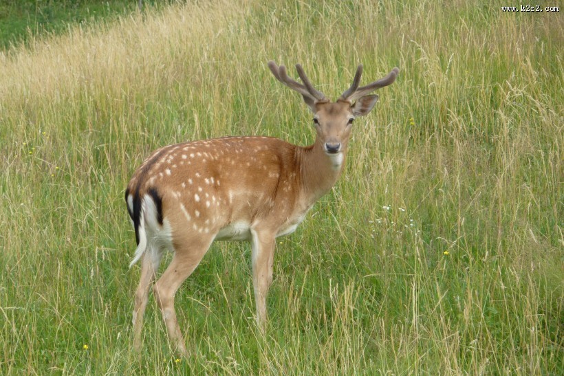 白斑众多的梅花鹿图片