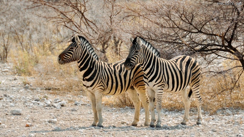 穿条纹衣服的斑马图片