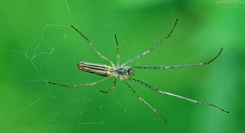 蛛网上的蜘蛛图片