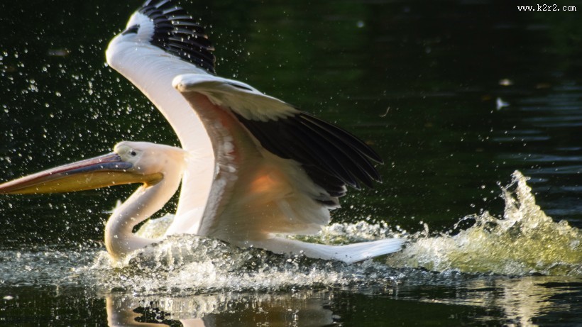 湖中的鹈鹕图片