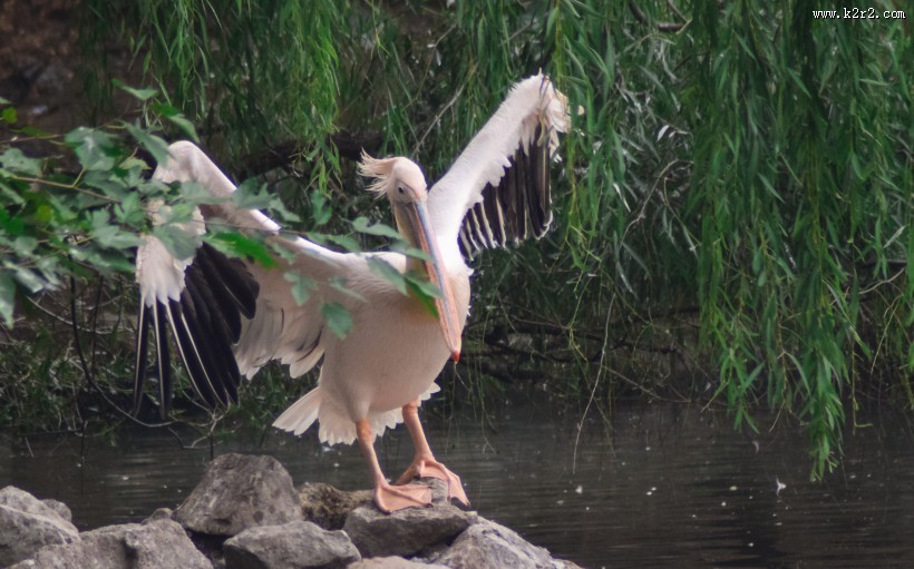 湖中的鹈鹕图片