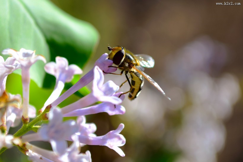 可爱的小蜜蜂图片大全
