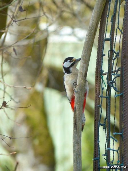 森林医生之啄木鸟图片大全