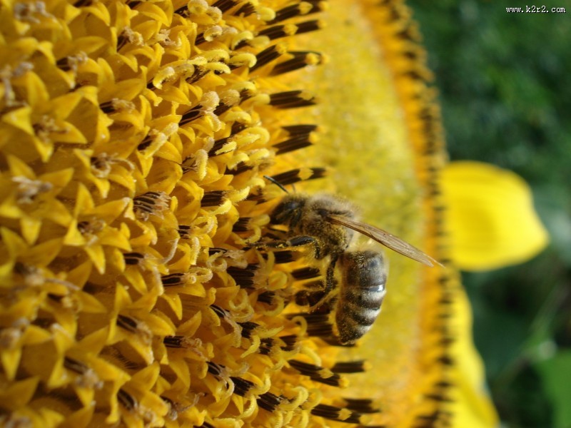 采蜜的小蜜蜂图片大全