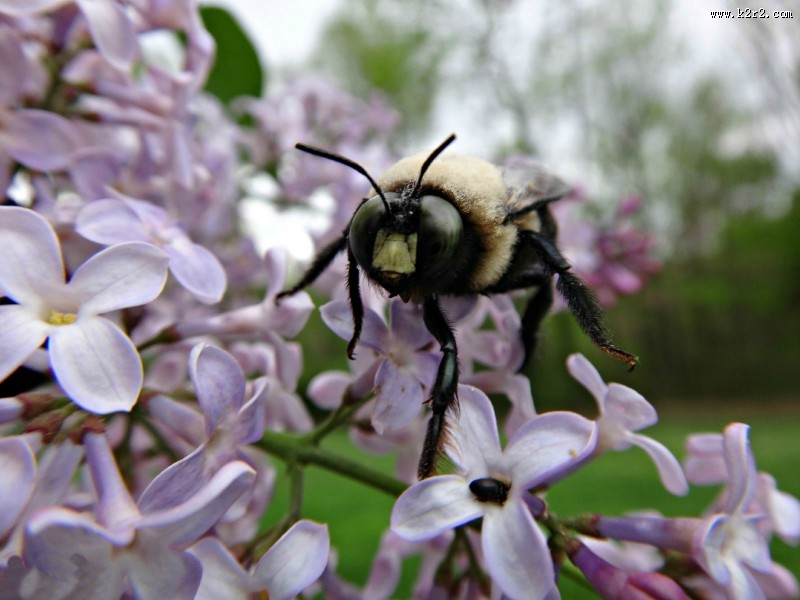 采蜜的小蜜蜂图片大全