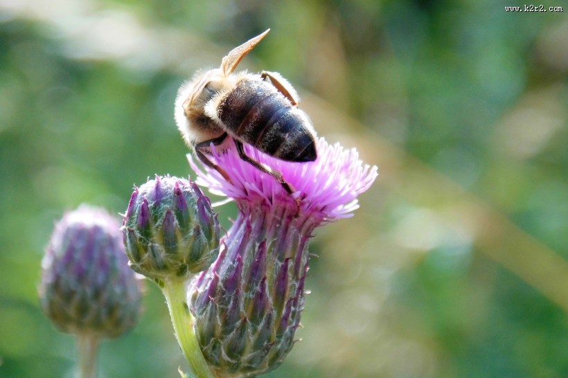采蜜的小蜜蜂图片大全