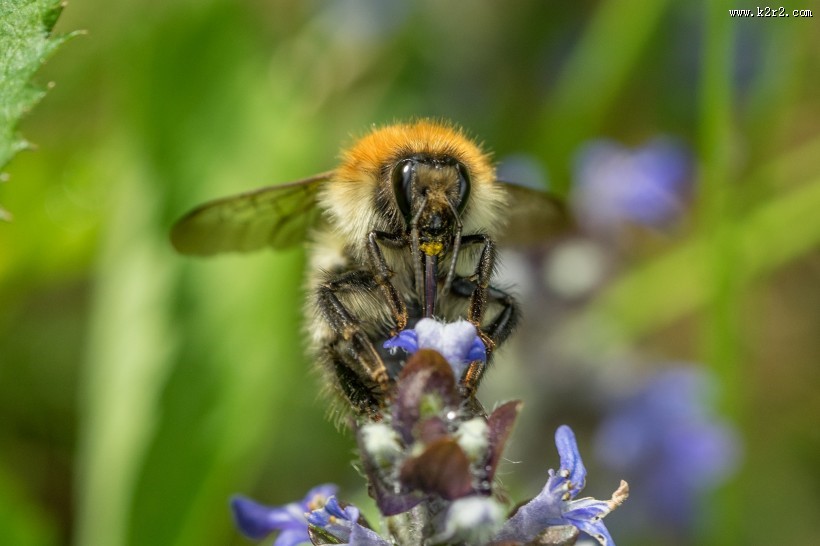 采蜜的小蜜蜂图片大全