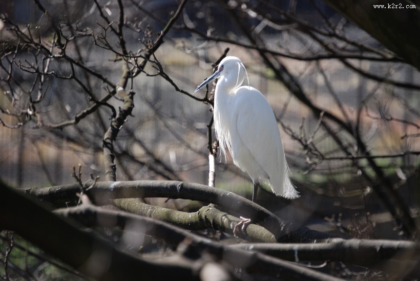 洁白的白鹭图片