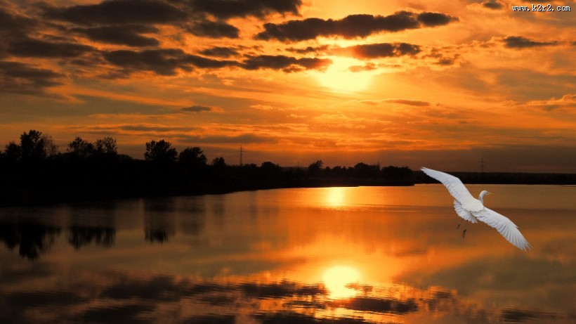 洁白的白鹭图片