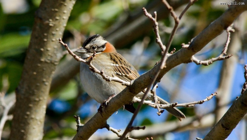 一只可爱娇小的麻雀图片