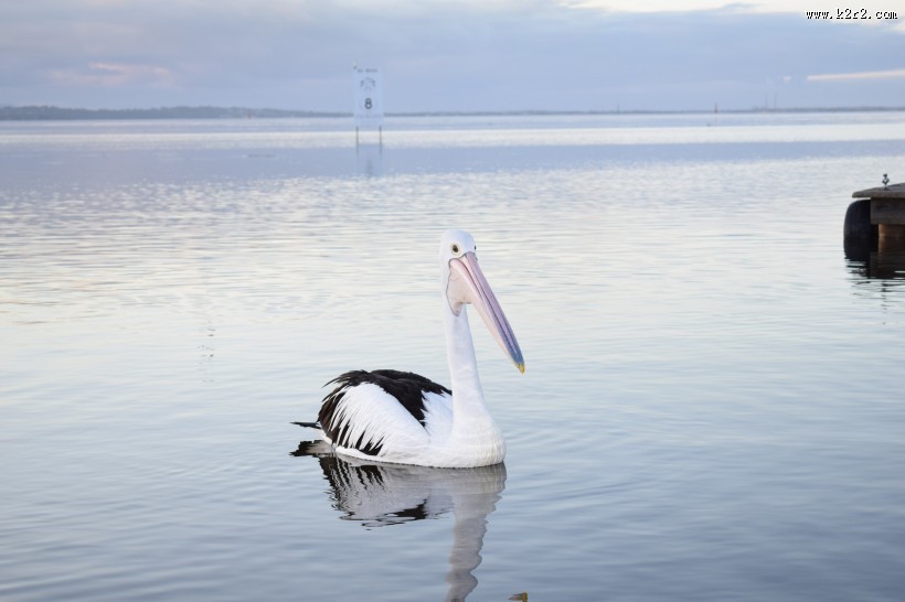 体型粗大的鹈鹕图片