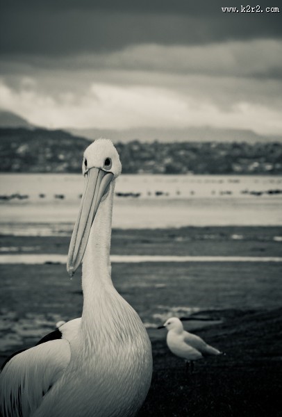 体型粗大的鹈鹕图片