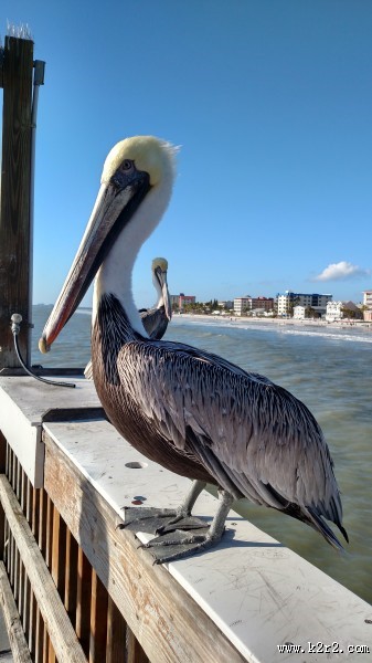 体型粗大的鹈鹕图片