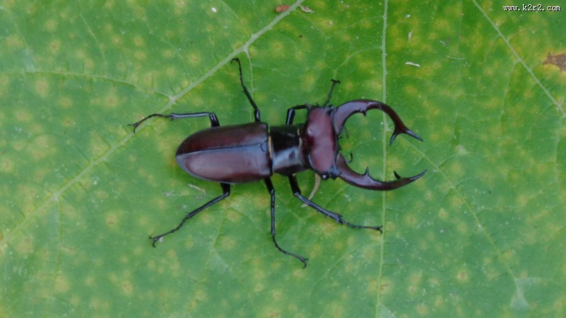 力大惊人的犀牛甲虫图片大全