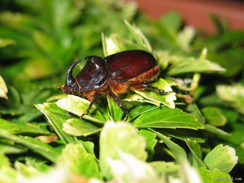 力大惊人的犀牛甲虫图片大全