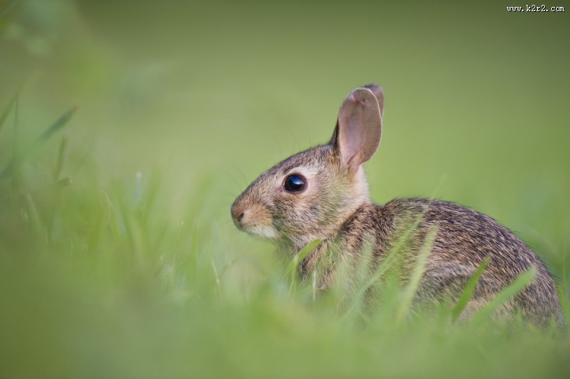灰色的兔子图片大全
