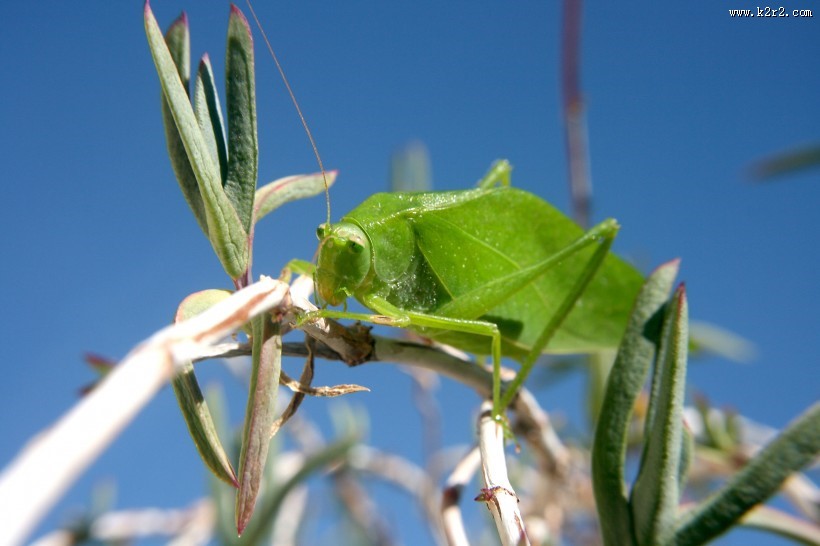 一只绿色的蚱蜢图片大全