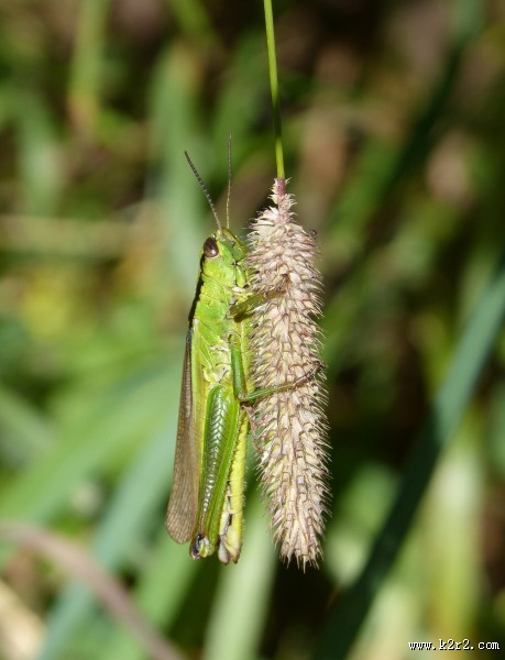一只绿色的蚱蜢图片大全